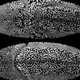 Illustration for article titled The Alien and Eerie Beauty of the Years Best Microscopic Photos